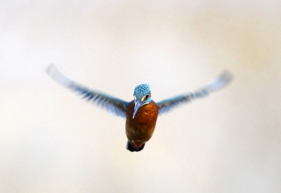 The afternoon sun was low in the sky and a kingfisher hovered over the lake. He dived right under the water to catch what looks like a small perch.