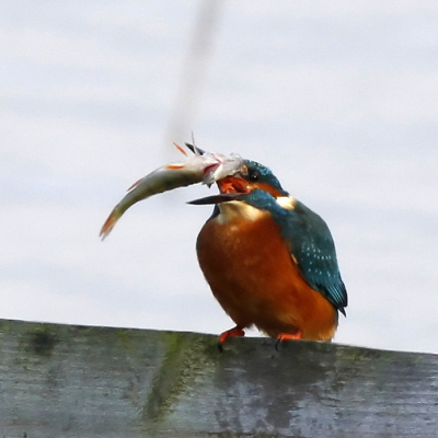 The kingfisher was at the very end of my range, but he played with the fish for a while before swallowing it. Here, he threw it up in the air.