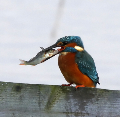 Eventually, it was time to swallow the poor little fish. The greedy bird then started all over again