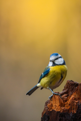 Je ziet ze zo vaak deze kleine rakkers, maar ze zijn dan ook wel erg mooi!
Meer op: http://verlaat-fotografie.nl/pimpelmees


Groet,
Andr