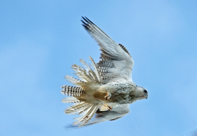 Another young gyr falcon trying to land on our ship. They are different birds as the amount of barring on the tail feathers differ. Prachtig natuurlijk, vooral om ze te zien jagen op little auks.