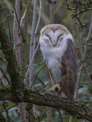 Vanmiddag een een rondje door het bos geweest om te kijken of er ergens een Ransuil te zien was, helaas.
Wat ik wel op mijn pad tegen kwam was deze Kerkuil die ik daar helemaal niet had verwacht.
Eigenlijk ben ik hier blijer mee dan met een Ransuil, misschien een andere keer.