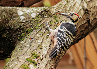 This woodpecker stayed for about 30 min foraging about 10m away. I haven't used any sounds to attract it. The bird was very calm.
