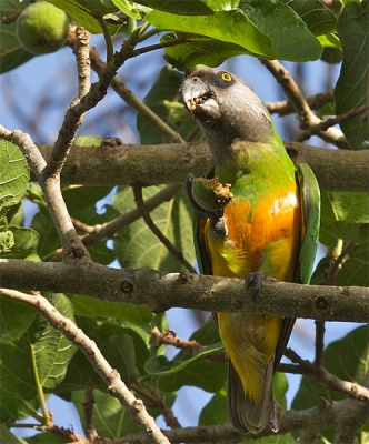 Ik moet uit mijn albums van Gambia mijn fotos zoeken.Zelf had ik de hoop om er in 2013 weer na toe zou kunnen.Maar de bekende rot ziekte lukt dat niet meer.Gambia was voor mij de mooiste plek om vogels te fotograferen Hier het Bonte boertje dat hier van een vrucht aan het snoepen is.