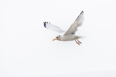 Afgelopen weekend deze Zilvermeeuw gefotografeerd.