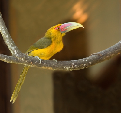 Deze kleine toucanet is endemisch in Zuid Oost Brazilie. zijn habitat wordt ook bedreigt.