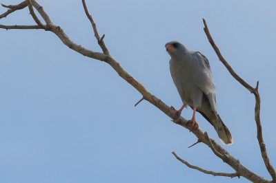 Deze roofvogel heb een paar keer gezien,, hoog in de boom zat hij, kon toch nog een redelijke foto maken.