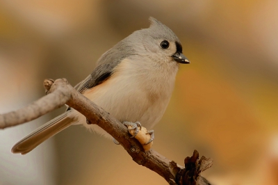 I was fishing my walk through Cortlandt Park in the Bronx when a titmouse couple flew by. One darted down grabs something tasty from the autumns leaves and perched nearby for a meal.  It was a coudy day under the shade of the trees