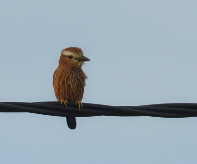 Deze vogel zit meestal daar op een draad,tot er een prooi verschijnt een sprinkhaan of hagedis op de grond. dan pakt hij het lekkere hapje.