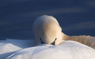 uit de zelfde serie als die van gisteren deze foto.
Ondanks dat deze zwaan al 15min bezig was toch maar even onder de vleugel vandaan kijken wie er steeds zon klikkend geluid maakt