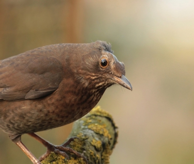 Deze merel is een van de vogels die dagelijks in mijn tuin te vinden is,
Hopelijk krijgen we geen strenge winter!

Groet Maria