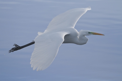 Op een mooie bijna windstille fraaie herfstochtend komt de Grote Zilverreiger gracieus langs vliegen.
Geniet met me mee.