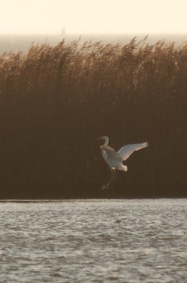 zeer forse uitsnede van de 'onscherpe' reiger .....ik vind zelfs een crop van 10 % van het geheel nog scherp genoeg voor plaatsing in het VA???