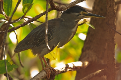 Dit mangrove reigertje zat in een boom verscholen tussen de bladeren in de schaduw. een van de kleinste reigers van Gambia.