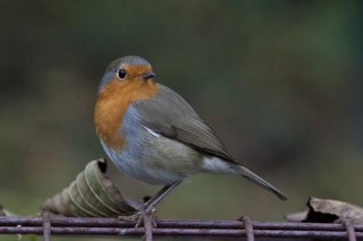Foto gemaakt in Gaiazoo te Kerkrade.
Plotseling zat de roodborst op 1,5mtr. van ons verwijderd. Niet te versmaden kans!
f5.6 200mm Iso 640 (zwaar bewolkt weer)
