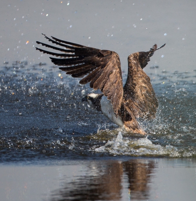 Een tijdje geleden plaatste ik een foto van deze Visarend, wegvliegend met een Blankvoorn. Hierbij het moment ervoor waarbij hij met veel gespetter uit het water komt.