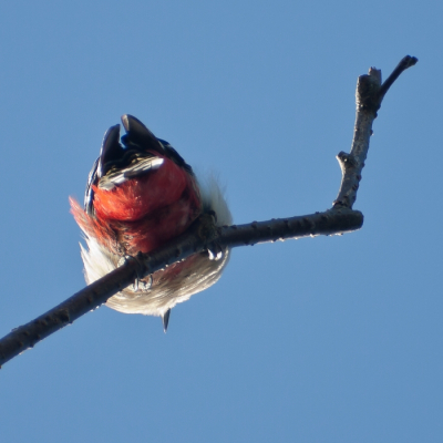 In mijn tuin staat een grote (lelijke) berk, met veel dode takken. Hij blijkt ideaal voor vogels, die dit zien als aanvliegroute voor het weiland achter de tuin. Regelmatig zit ook de buizerd in deze boom (ja ja, in eigen tuin!).
Hier ging de GBS even naar boven, en kon ik hem van onderaf fotograferen.
Ben benieuwd of dit leuk wordt gevonden (-_-)