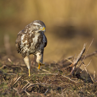 Op zoek naar iets eetbaars tussen de boomwortels kwam de Buizerd argeloos en in mooi licht in mijn richting lopen.