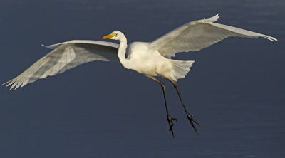 Een heerlijk model is deze Grote Zilverreiger. Ik raak er niet op uit gekeken (ook) als ze (niet) in de buurt is...