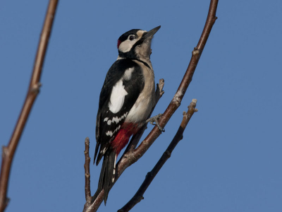 Vanuit de tuin gemaakt met prachtige blauwe lucht zat de specht ineens voor me in de boom. Waarschijnlijk te wachten tot ik weg zou gaan omdat er een voederhuisje in de buurt stond.