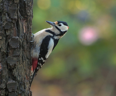 Alweer een paar weekjes terug deze foto genomen, komt dagelijks in mijn tuin en iedere keer vind ik het weer geweldig om deze vogel te zien
Van binnenuit genomen,
