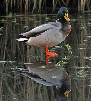 I was surprised to see a duck walking on water. There must have been a very thin film of ice, but impressive.