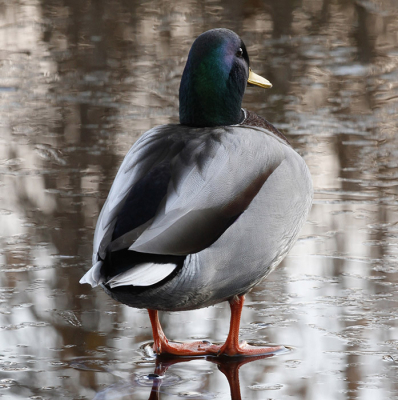 The Mallard is walking on a very thin film of ice and is deciding where to go next.