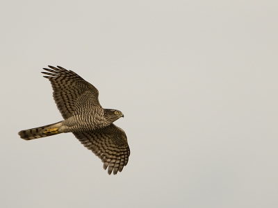 Wachtend vanuit mijn schuilplekje, zag ik dat 2 kraaien een vogel achterna zaten.eerst dacht ik dat het een torenvalk was, maar het bleek een sperwer re zijn.
vlug camera vanaf statief gehaald en kon zo deze opname maken.