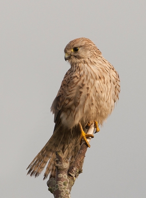 Gisteren naar Zeeland geweest om te kijken of de Velduil
al aanwezig was op de bekende plek.
Misschien was ie er wel , maar ik heb hem niet gezien.
Wel veel Buizerds , Kiekendieven en Torenvalken.
Hier een foto van een Torenvalk .