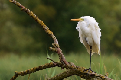 Deze zilverreiger zat bij n van de poeltjes bij de OVP en liet zich mooi bekijken.