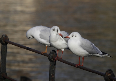 The 3 gulls were sitting on the fence like the 3 wise monkeys: Mizaru, covering his eyes, who sees no evil; Kikazaru, covering his ears, who hears no evil; and Iwazaru, covering his mouth, who speaks no evil.