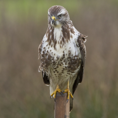 Ergens voor zich ziet de Buizerd iets bewegen. Hij richt zich op om het beter te kunnen zien.