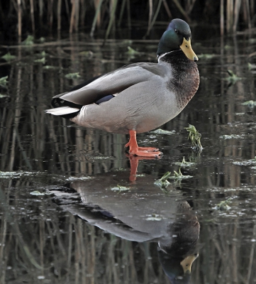 I was surprised to see a duck walking on water. There must have been a very thin film of ice, but impressive.