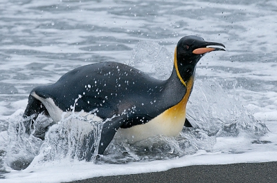 Met de buik vol vis keert deze Koningspinguin naar de kolonie terug en nu maar zoeken naar het juiste jong in de pinguincreche.