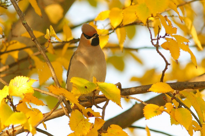 Afgelopen zaterdag ben ik naar Barendrecht geweest om pestvogels te fotograferen. Ik heb heel veel plaatjes geschoten. Deze wijkt wat af van de meeste plaatjes en vanwege het mooie licht heb ik hem geplaatst.