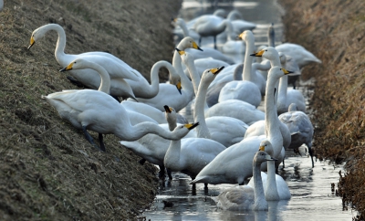 Foto gemaakt vanuit de auto vanaf een rijstzak, in de winterperiode zijn ze volop te fotograferen, prachtige vogel.