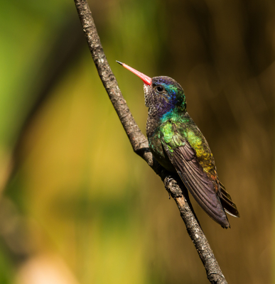 Hier nog eens een kolibrie, kan er geen genoeg van krijgen van deze snelle en super mooie vogeltjes.
Hopelijk genieten jullie er ook zo van.