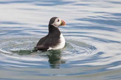 Tijdens een afvaart naar Puffinisland kwam deze wel heel dicht bij de boot.