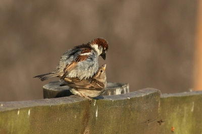 Dit voorjaar een mooie reis naar Polen gemaakt. Bij de Oderdelta mooie soorten gezien zoals zeearend, kleine vliegenvanger en kraanvogel maar ook deze mussen op de vroege ochtend behoorde wat mij betreft tot een erg leuke waarneming.