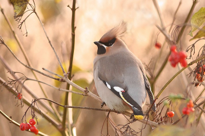 Een opname waarbij ik veel last had van tegenlicht. Toch laat hij volgens mij duidelijk de vogel in zijn leefomgeving zien.