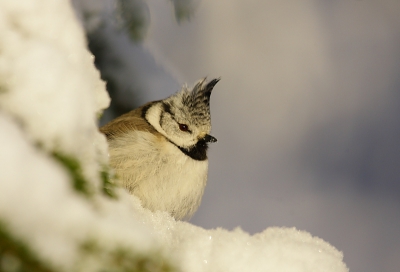 Ik kwam deze foto net tegen terwijl ik terug aan het kijken was naar sneeuw foto's van eerder dit jaar. Ik was deze foto helemaal vergeten, maar ik vind hem toch nog zo leuk dat ik hem nog even wil laten zien. Een "verborgen" Kuifmees.