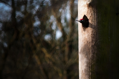 Hoorde in het bos het hakken van deze prachtige specht.
Ben voorzichtig gaan kijken en daar stak deze Zwarte specht zijn hoofd uit het hol.