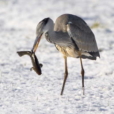 Uit de serie "mooie vangsten" vandaag de Blauwe Reiger dieeen zeelt van een redelijk formaat te pakken heeft...