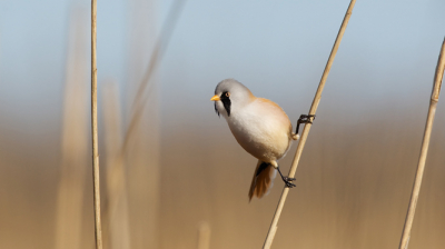300 mm, 1,4 ext, 1/2000s, ISO200
Soms heb je geluk dat ze net zo nieuwsgierig zijn als wij