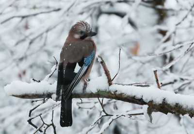 gisteren een viertal gaaien in mijn tuin gehad,je merkt meteen dat ze korter bij durven te komen als het weer slechter wordt
mijn eerte sneeuwfoto,vindt de gaai wel mooi afsteken tussen het wit
Groet Maria
