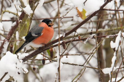 Nog nooit had ik een Goudvink gezien.
Naar Barendrecht en Dordrecht gereden vanuit Helmond om de Pestvogel te fotograferen.
Veel opnamen kunnen maken maar ik had niet de gewenste scherpte om hem te kunnen plaatsen op Birdpix.
Gisteren 07-12-2012 ben ik na het werk in Geldrop, een dorp naast Helmond gaan controleren of de Pestvogel daar aanwezig was wat volgen waarnemingen zou zijn.
Tot mijn verbazing reed ik direct naar de juiste plek waar zich een 13 tal Pestvogels bevinden.
Weer geen scherpe opnamen kunnen maken maar wel van deze Goudvink en nog een Goudvink Pop tijdens de eerste sneeuwval in het land.