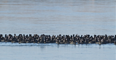 Winters plaatje van meerkoeten eigenlijk in een veel te klein wak.