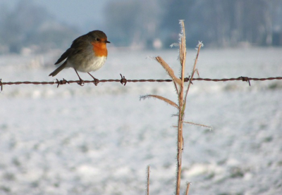 ik was vandaag met de camera in de hand een natuurpad aan het afwandelen en daar zag ik heel veel roodborstjes vliegen en zitten, vandaar dit plaatje