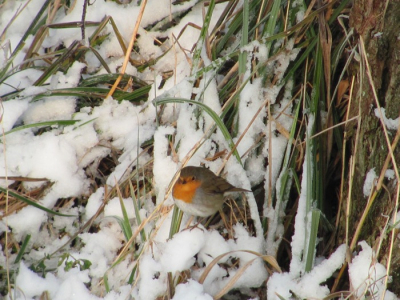 dit roodborstje zat vanochtend tijdens mijn wandeling over een natuurpad tussen het riet, gras en het sneeuw, van zo dichtbij kun je het niet laten om een plaatje er van te schieten