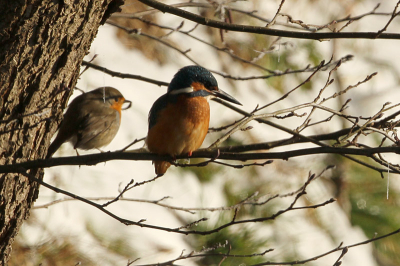 Een hilarische foto. Toen ik postte bij deze ijsvogel kwam er opeens een roodborst naast de ijsvogel zitten. De ijsvogel keek even raar op, maar lette al gauw weer op de visjes beneden hem.